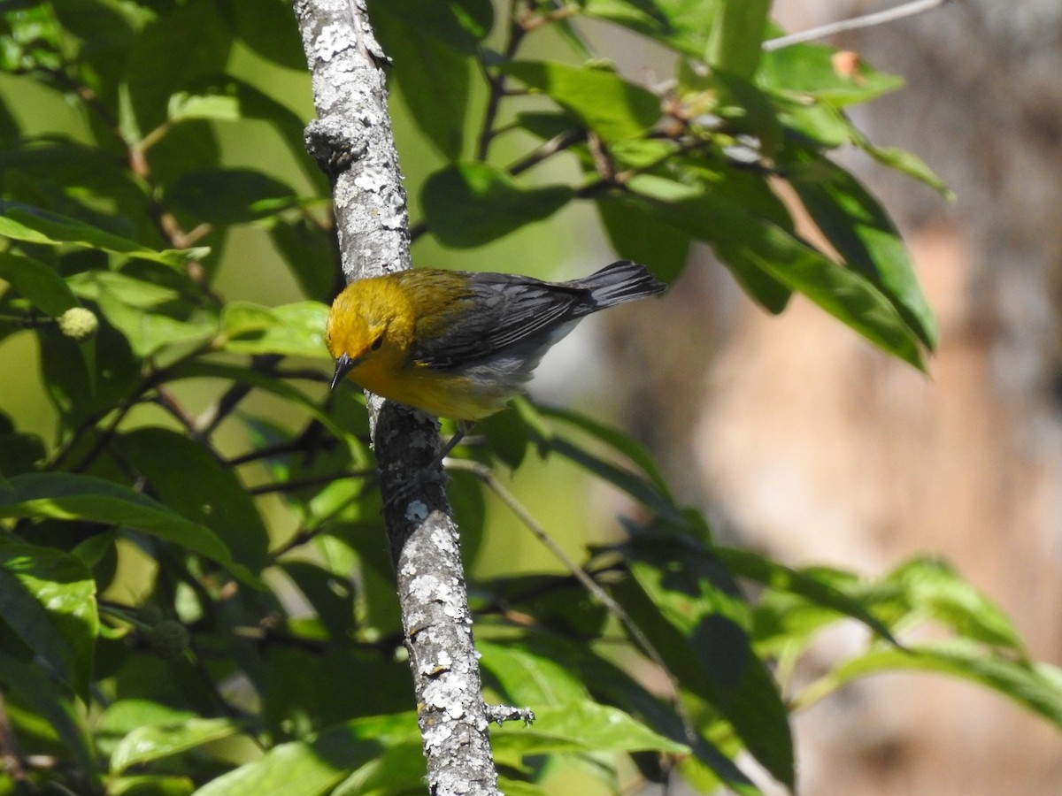 Prothonotary Warbler - ML620324958