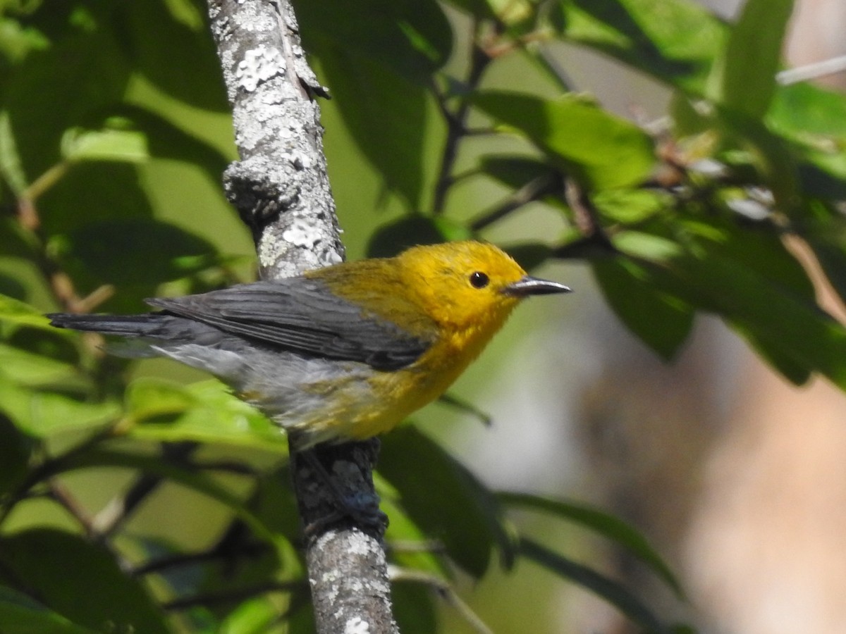Prothonotary Warbler - ML620324959