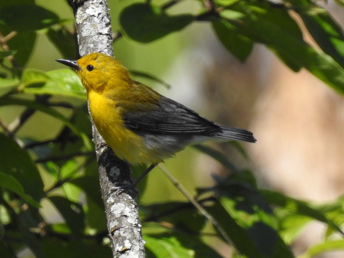 Prothonotary Warbler - ML620324960