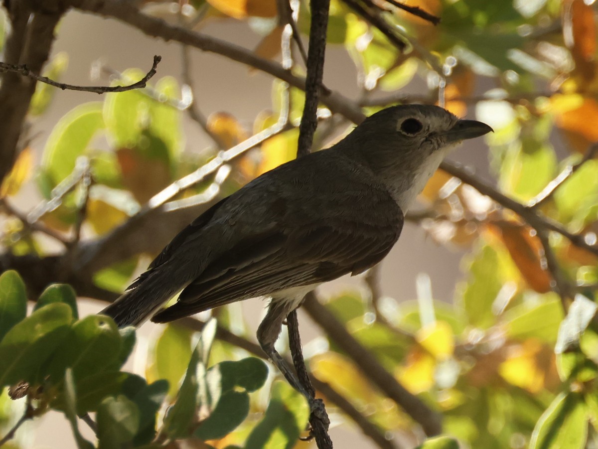 Grauvireo - ML620324965