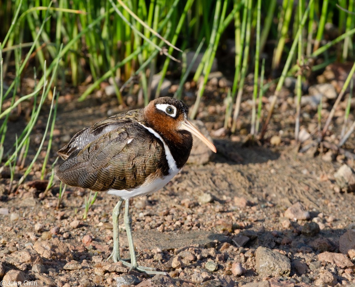 Greater Painted-Snipe - ML620324968