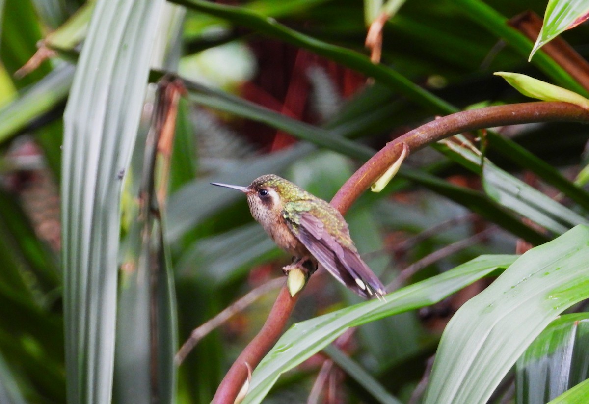 Speckled Hummingbird - ML620324969