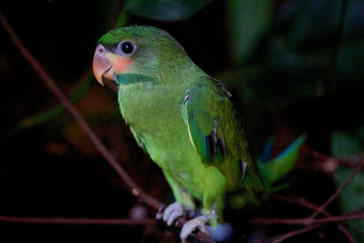 Long-tailed Parakeet - ML620324982