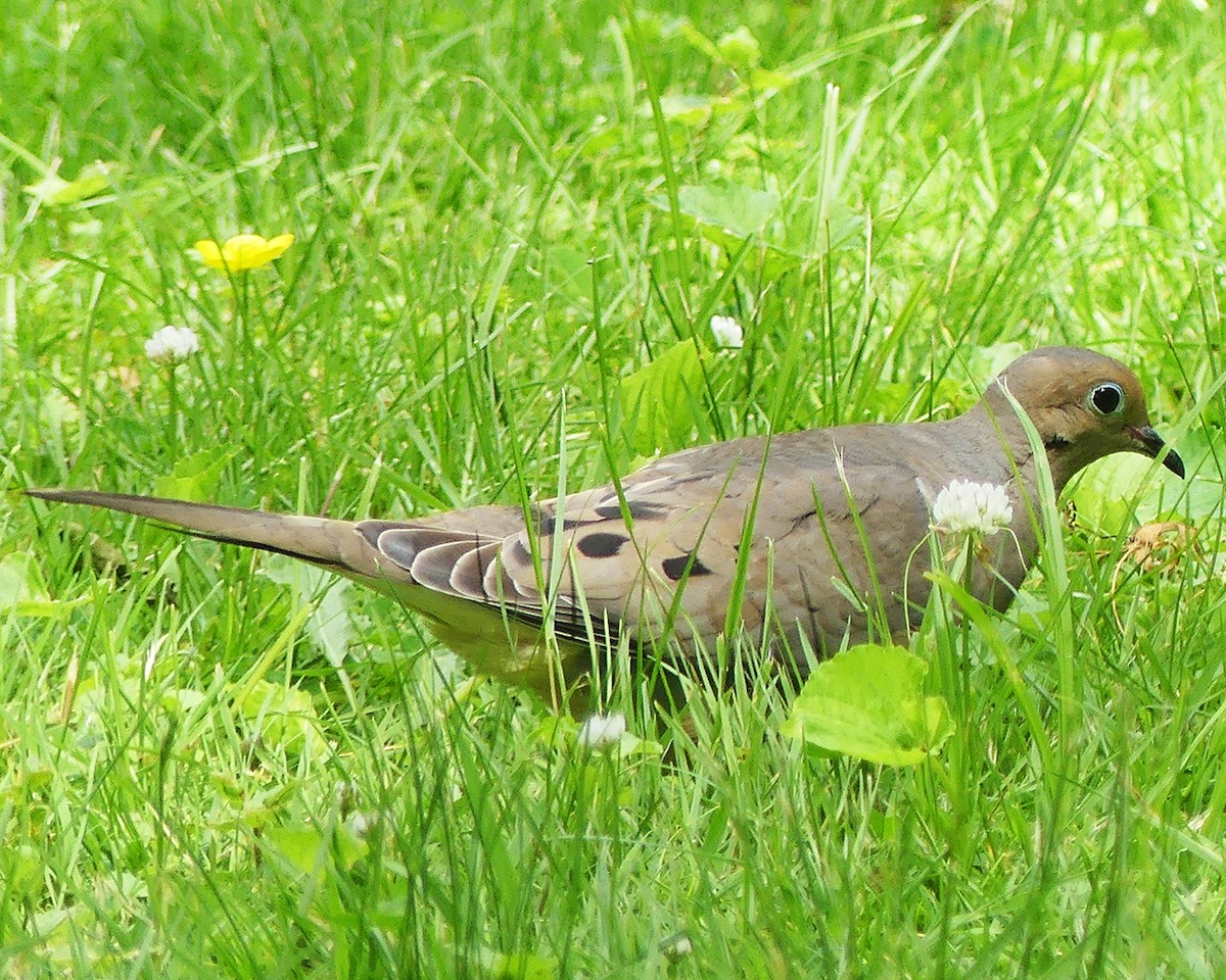 Mourning Dove - ML620324985