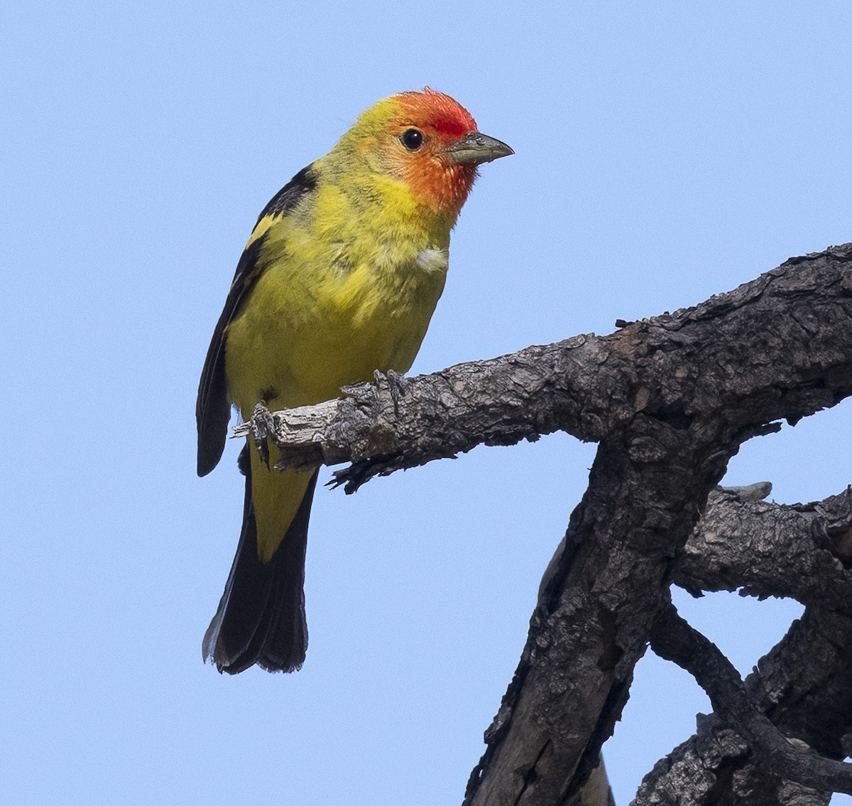 Western Tanager - ML620324994