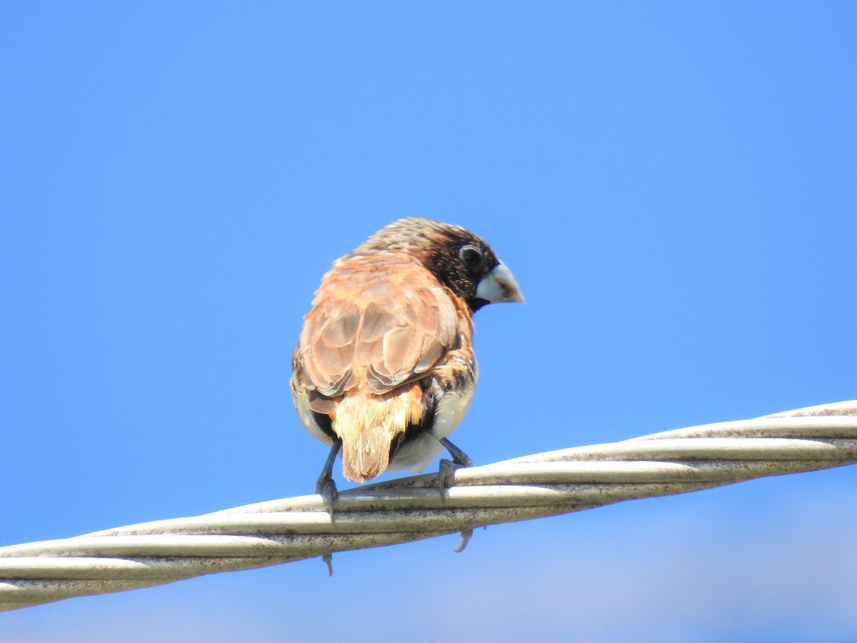 Chestnut-breasted Munia - ML620324996