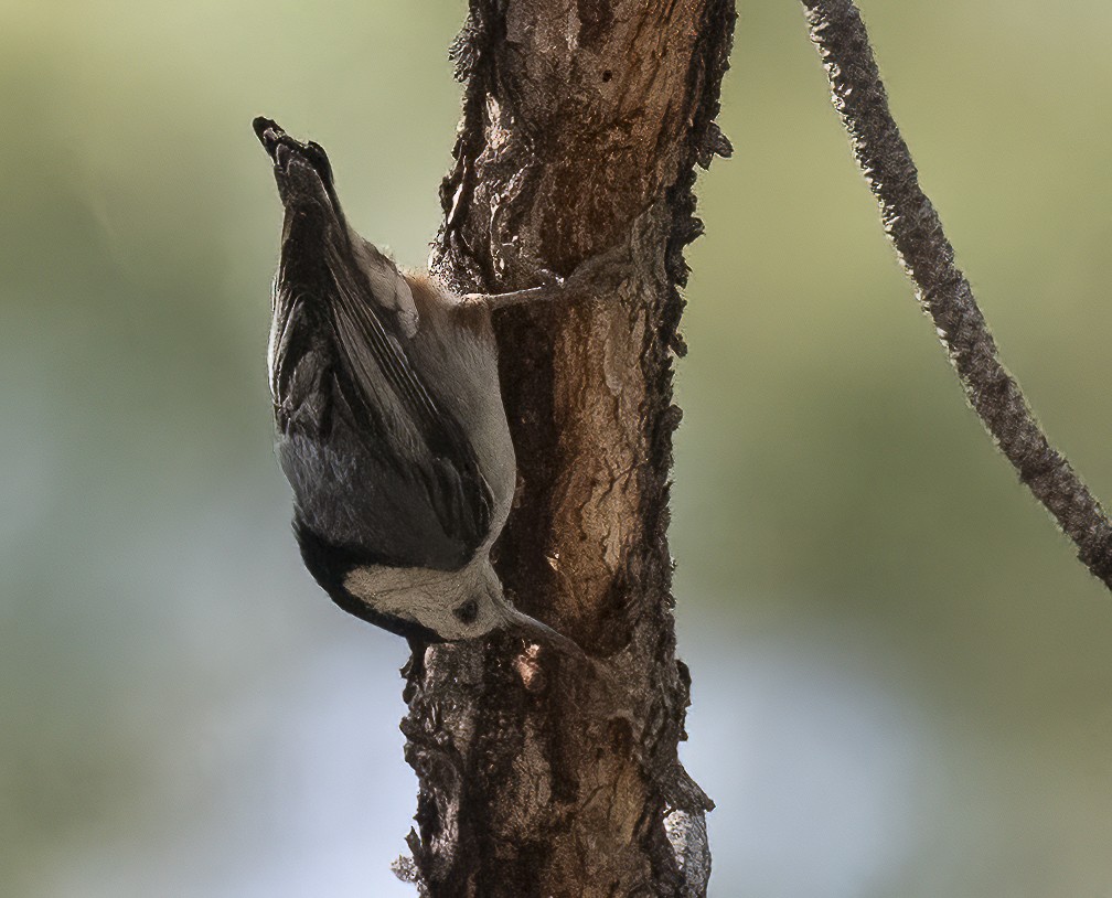 White-breasted Nuthatch - ML620324999