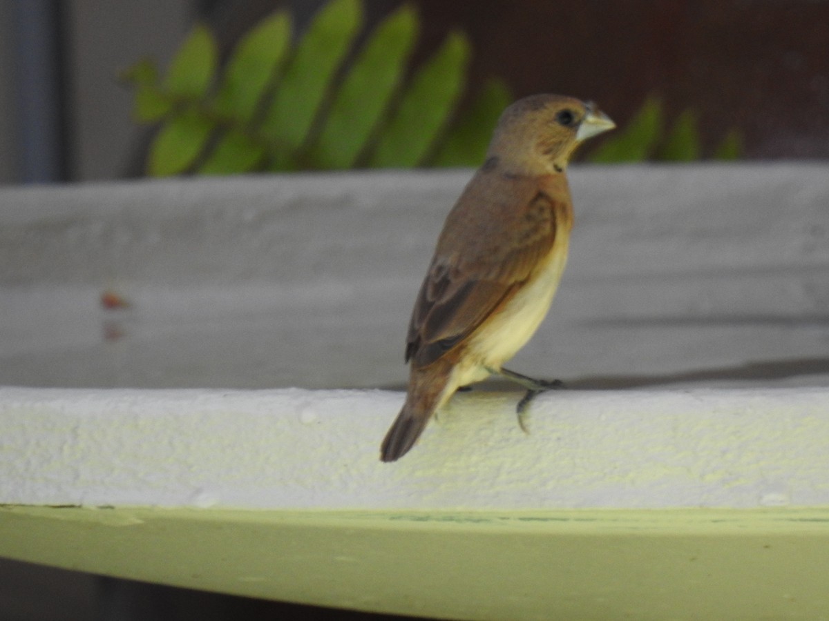 Chestnut-breasted Munia - ML620325004