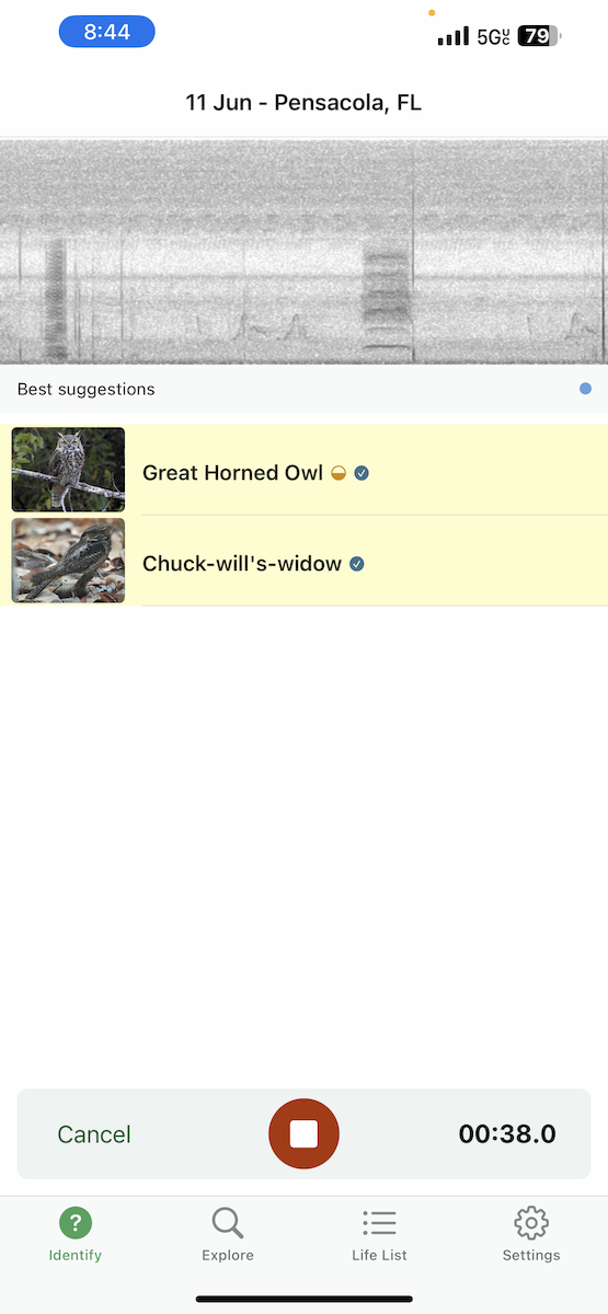 Great Horned Owl - ML620325010