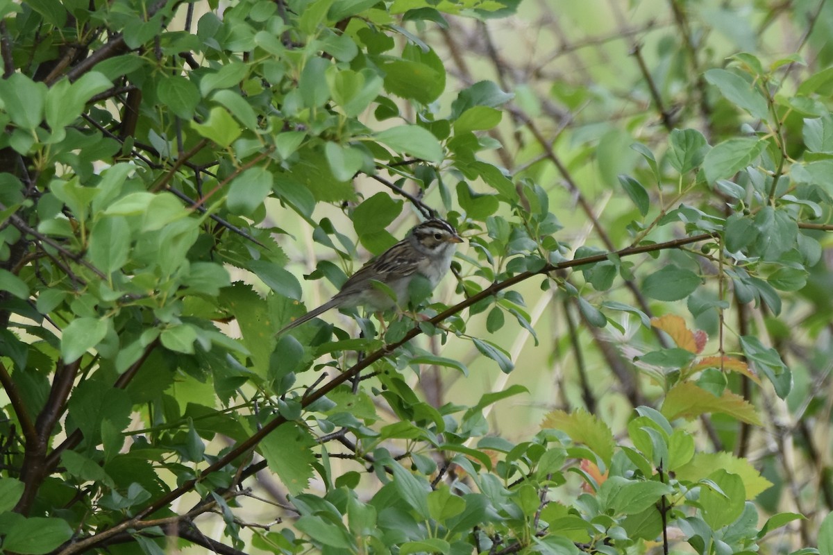 Clay-colored Sparrow - ML620325011