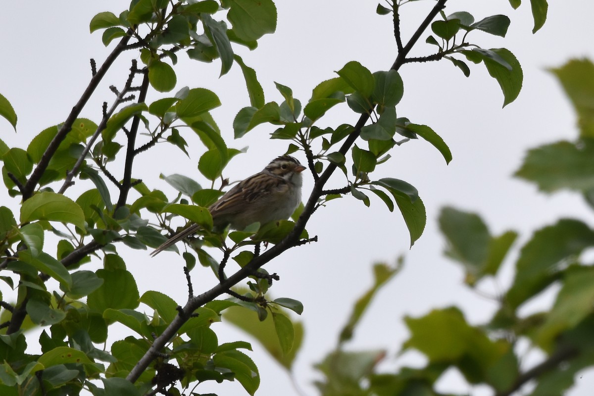 Clay-colored Sparrow - ML620325012