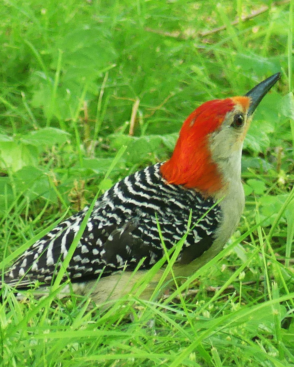 Red-bellied Woodpecker - ML620325017