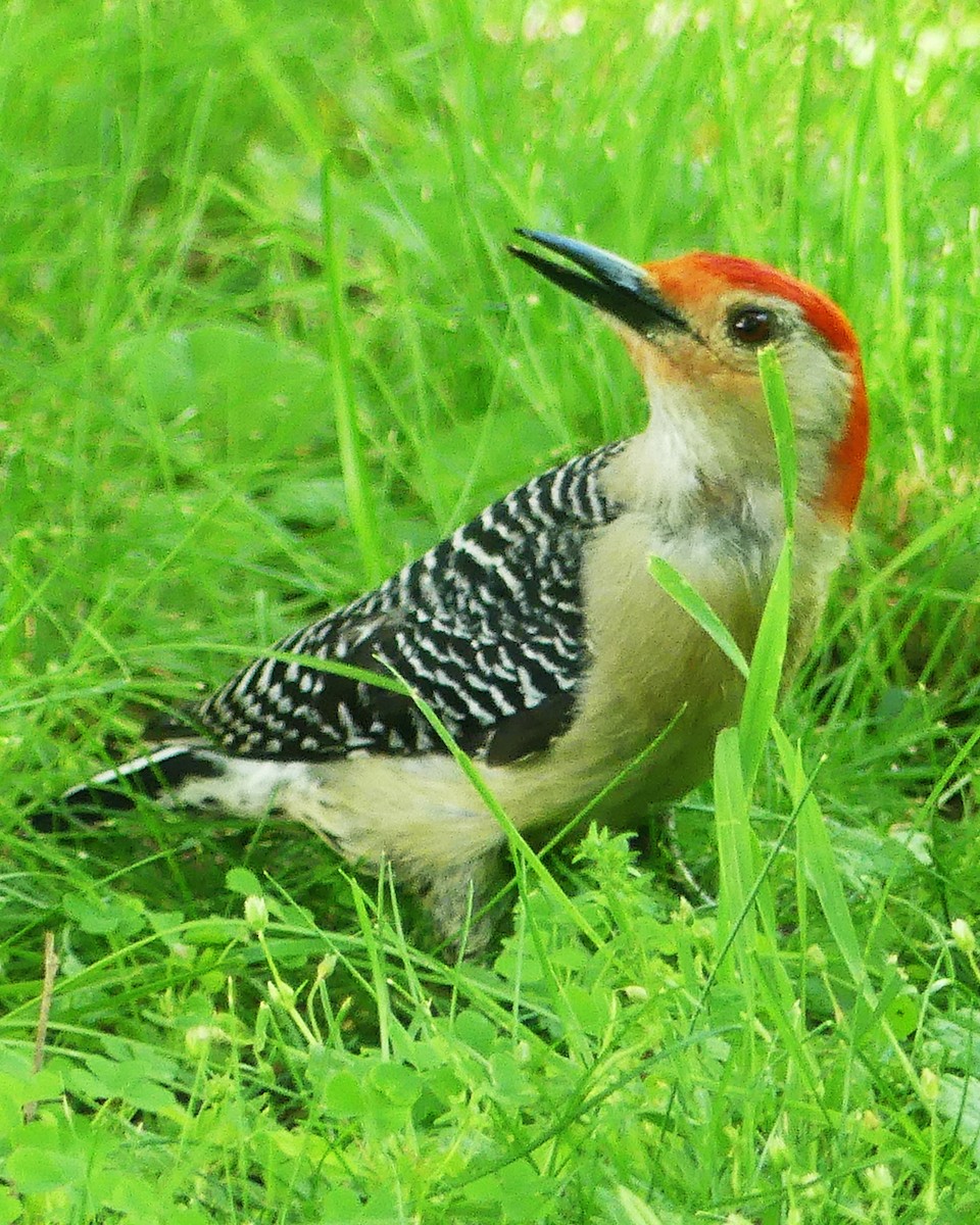 Red-bellied Woodpecker - ML620325018