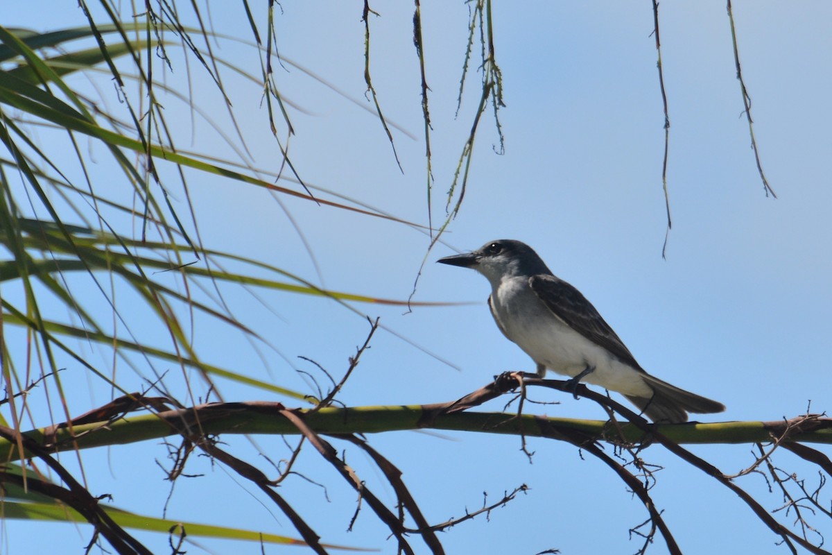 Gray Kingbird - ML620325030