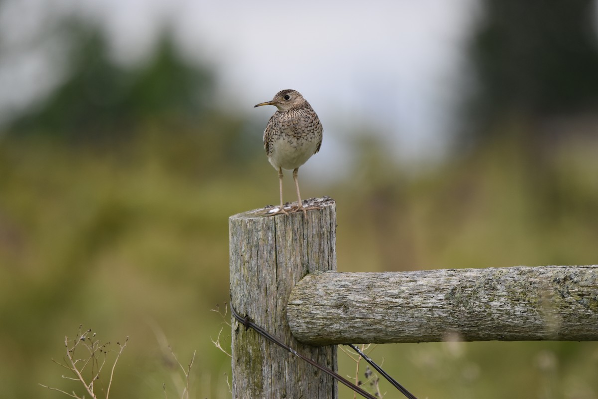 Upland Sandpiper - Shannon Hingston