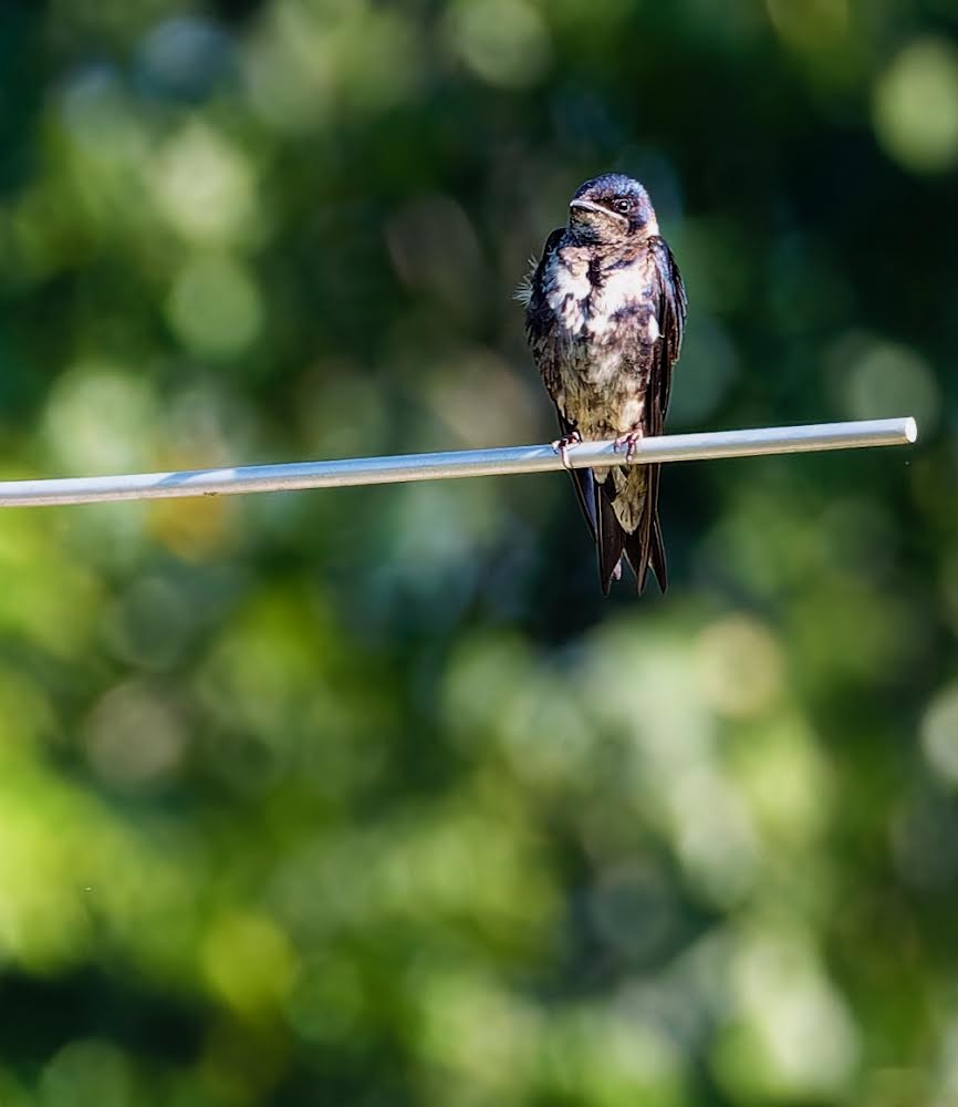 Purple Martin - ML620325043