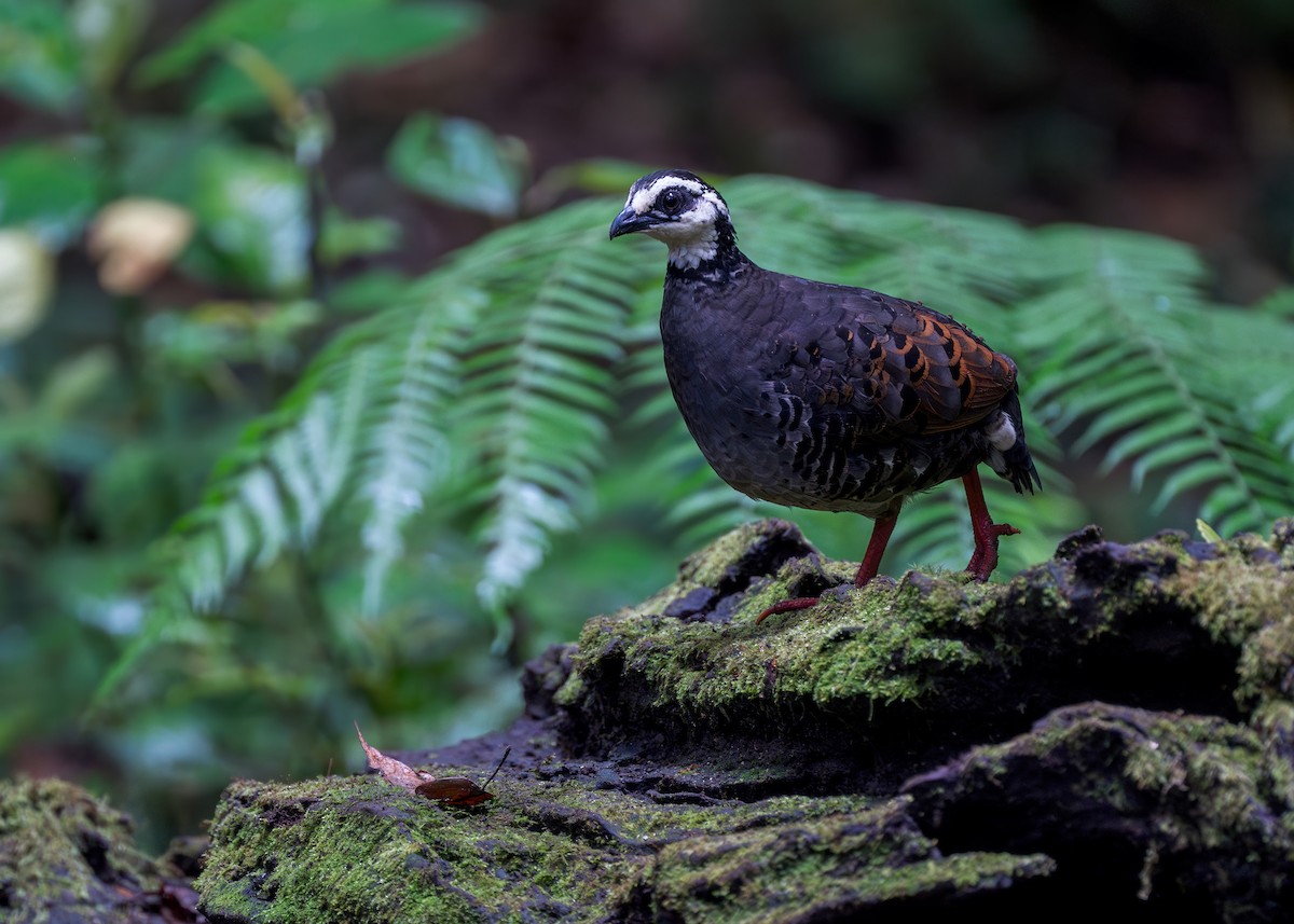 Gray-breasted Partridge - ML620325053