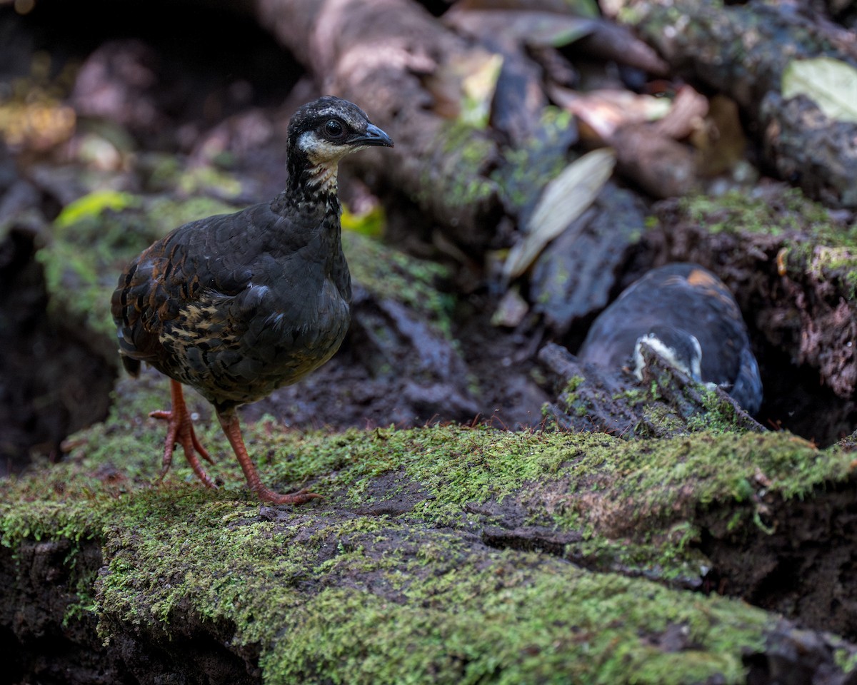 Gray-breasted Partridge - ML620325055