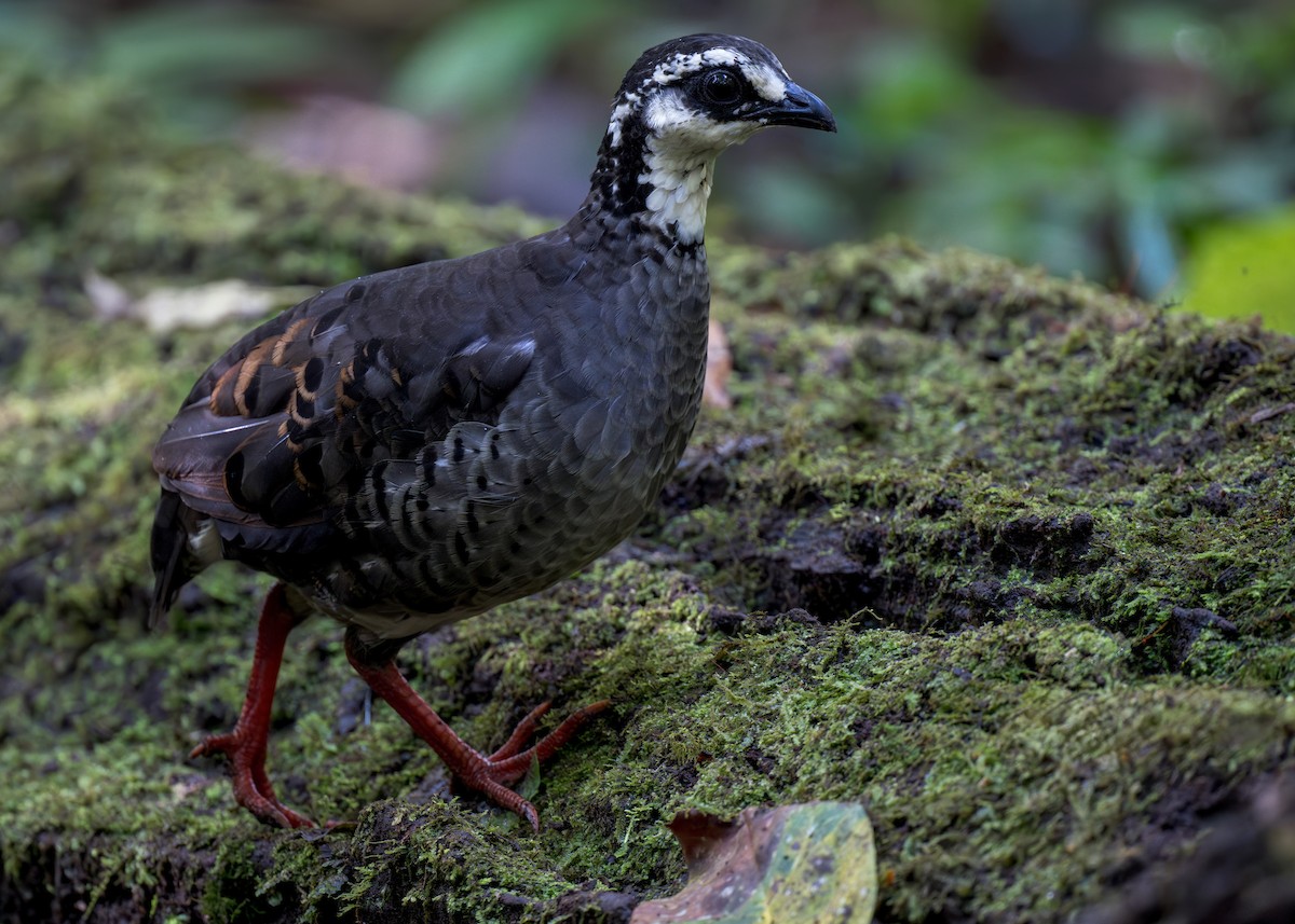 Gray-breasted Partridge - ML620325056