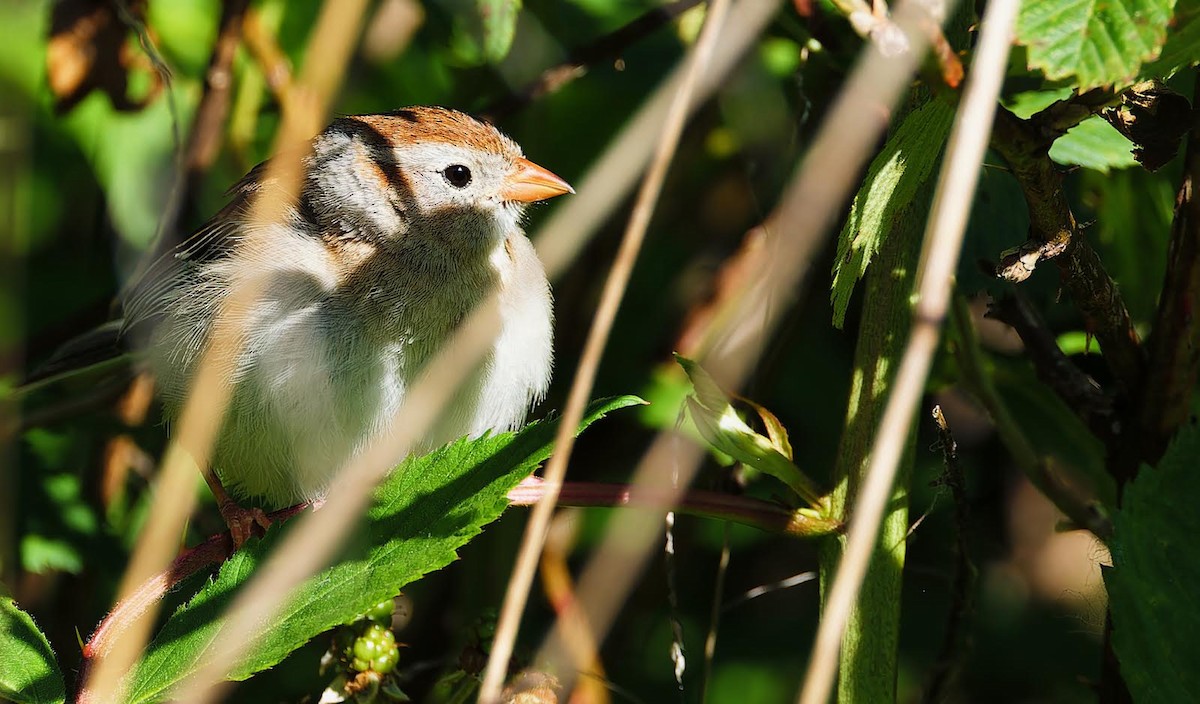 Field Sparrow - ML620325058