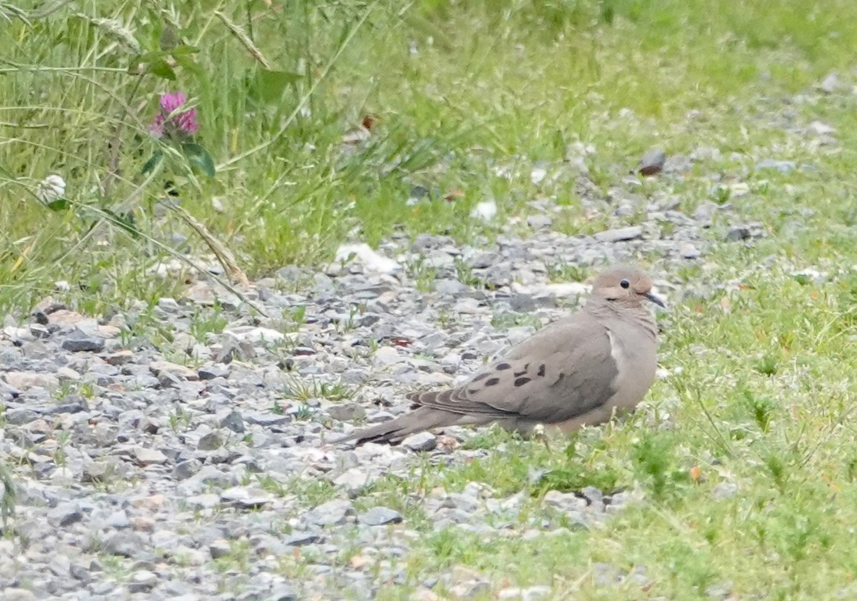 Mourning Dove - ML620325076