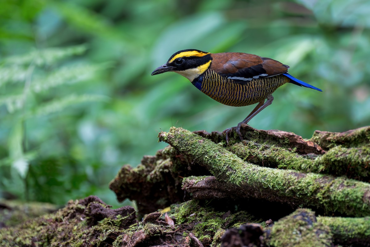 Javan Banded-Pitta - ML620325082