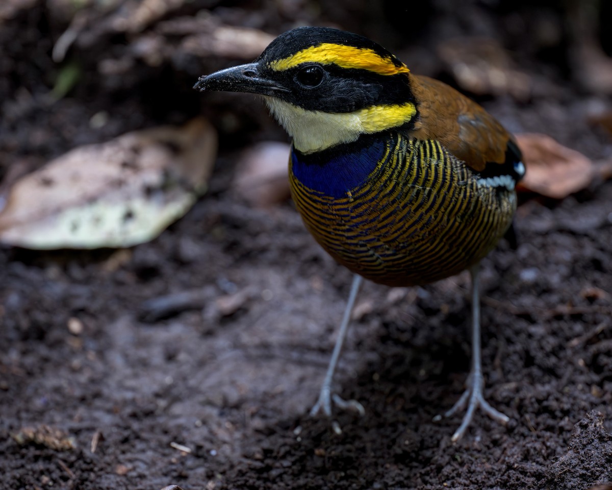 Javan Banded-Pitta - ML620325085