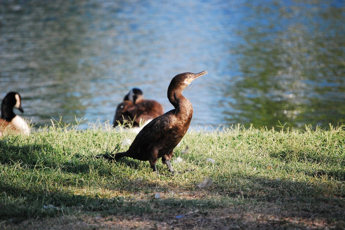 Cormoran vigua - ML620325095