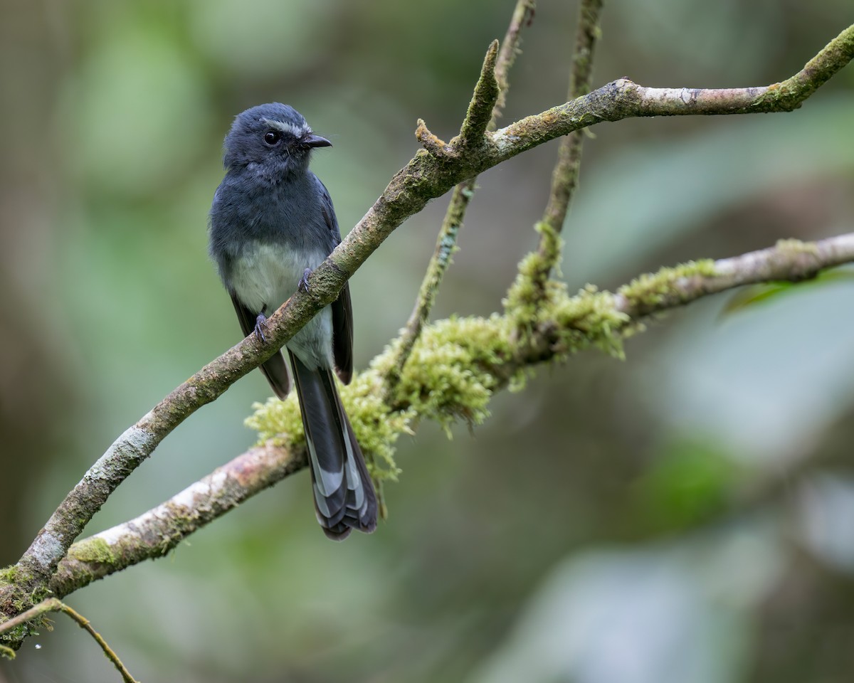 White-bellied Fantail - ML620325099