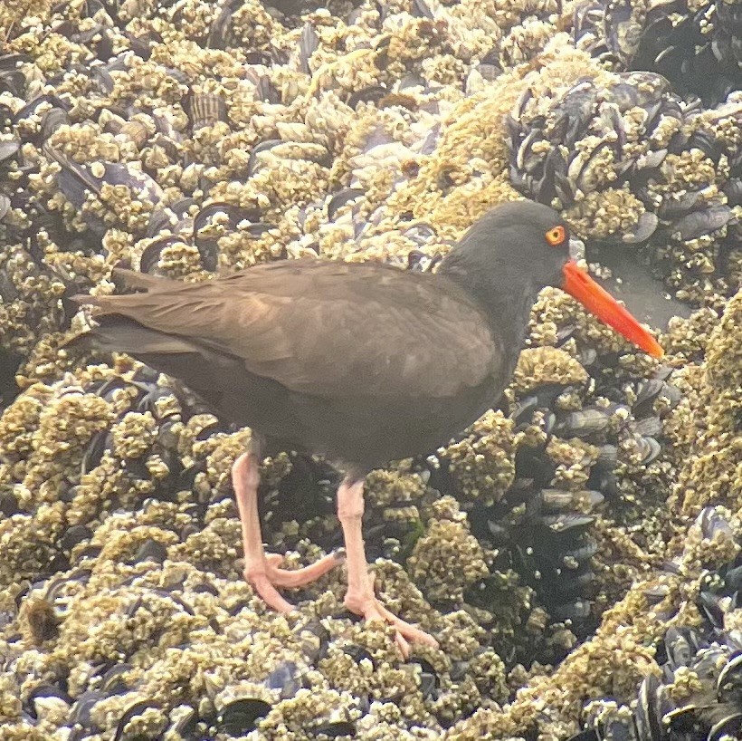 Black Oystercatcher - ML620325114