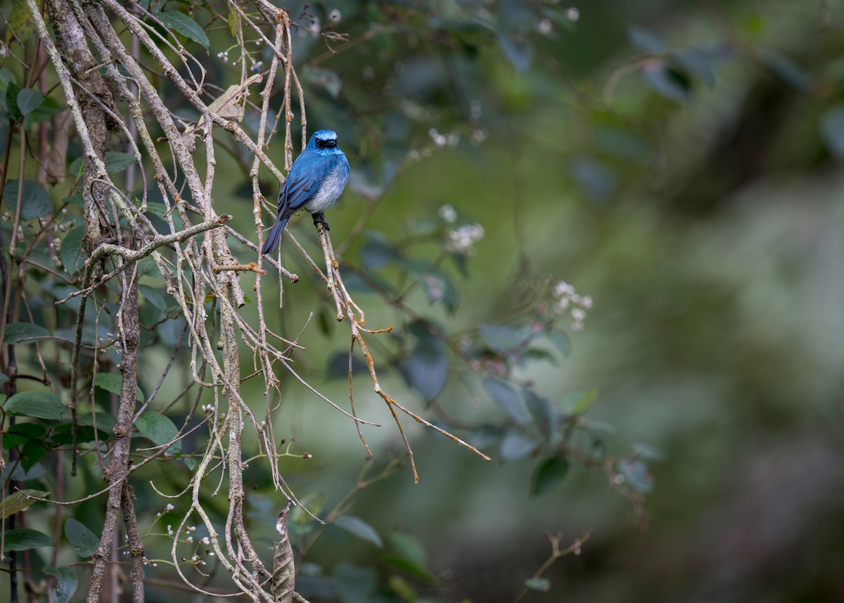 Indigo Flycatcher - ML620325116