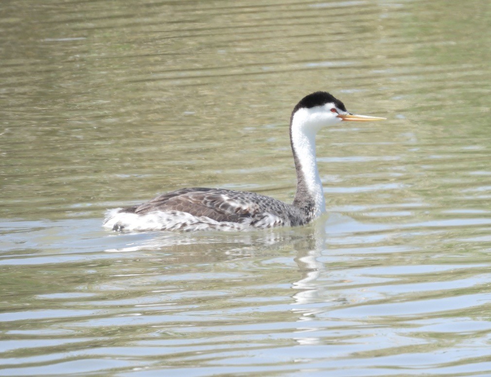 Clark's Grebe - ML620325120