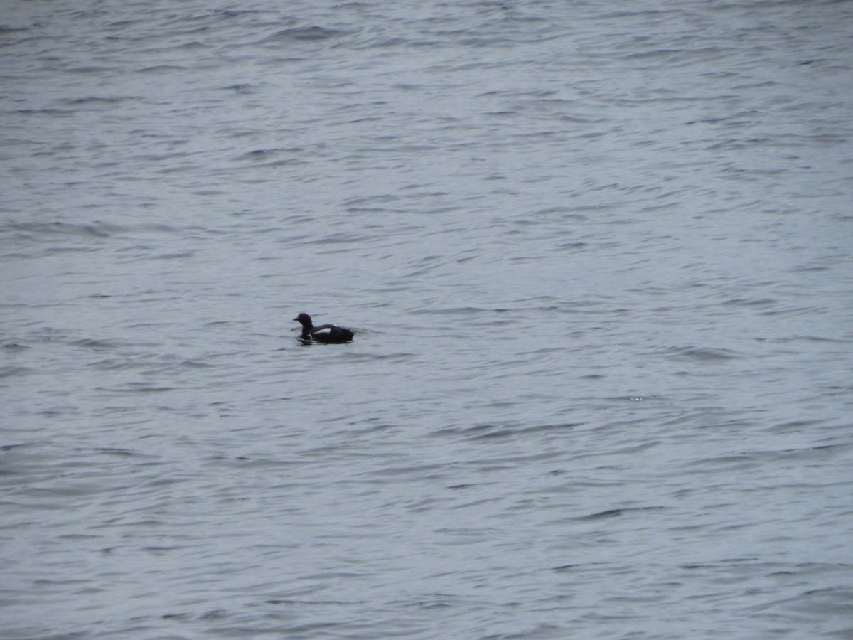 Pigeon Guillemot - ML620325142