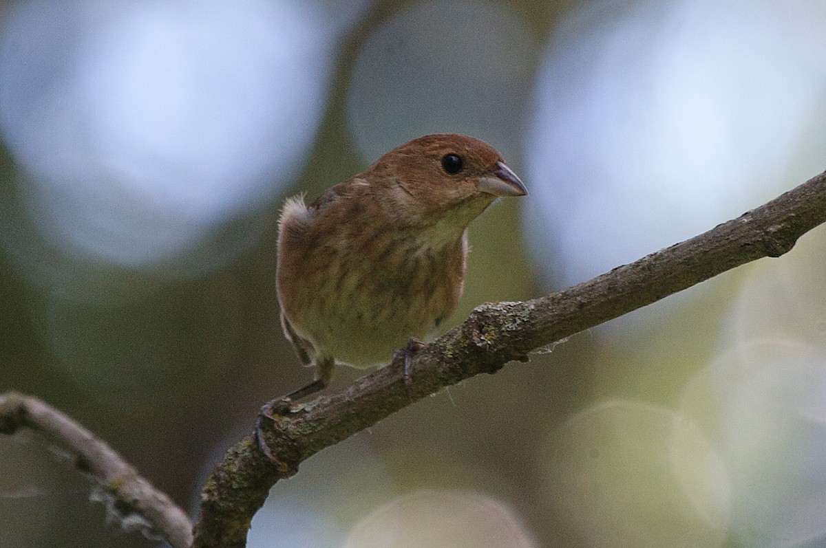 Indigo Bunting - ML620325144