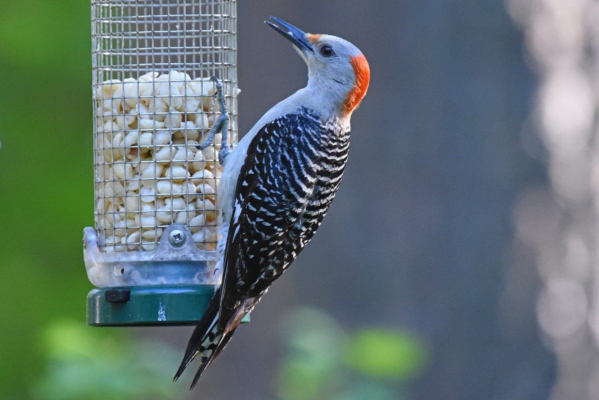 Red-bellied Woodpecker - ML620325145