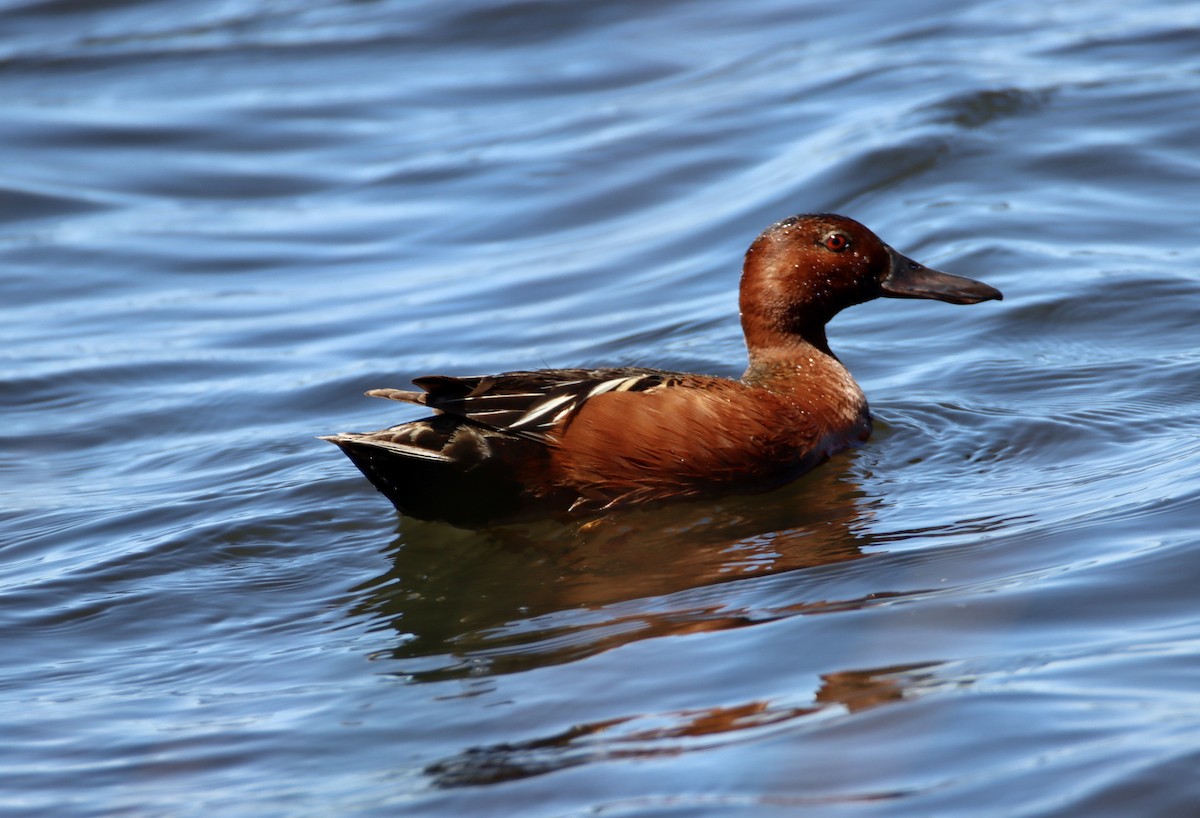 Cinnamon Teal - ML620325146