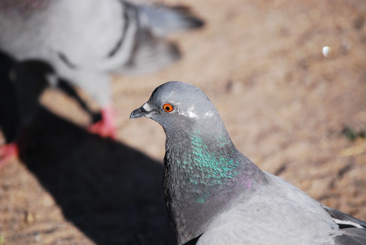 Rock Pigeon (Feral Pigeon) - ML620325149