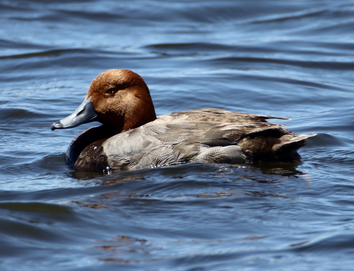 Redhead - ML620325151