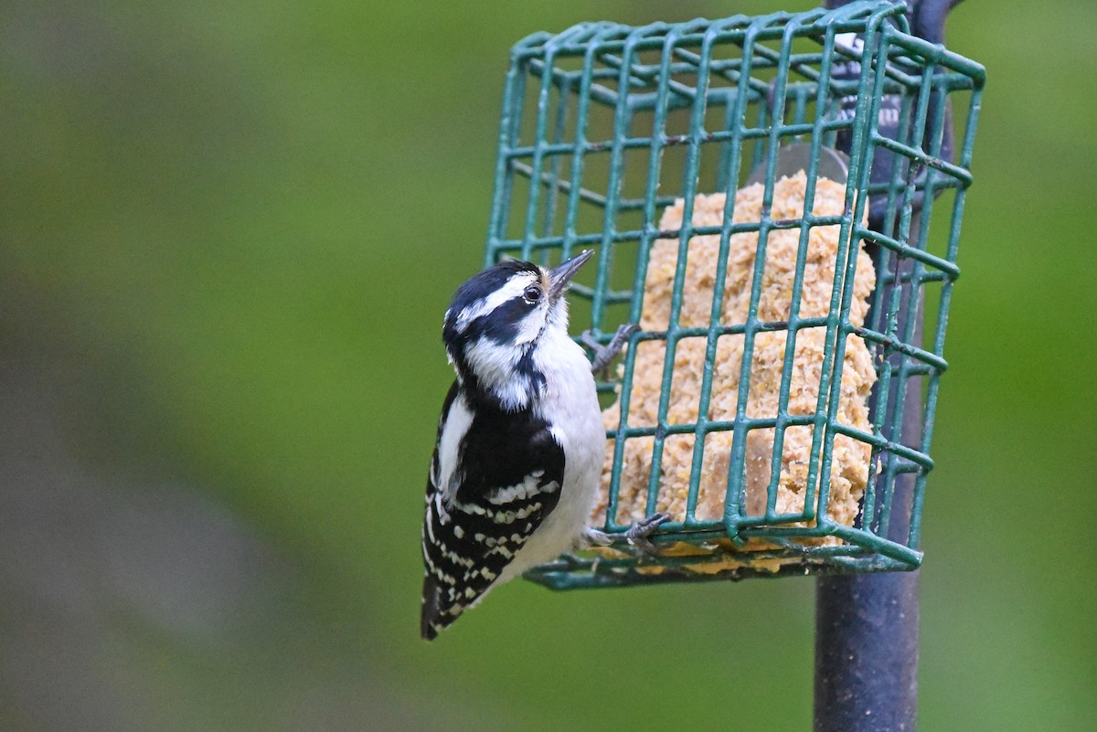 Downy Woodpecker - ML620325152