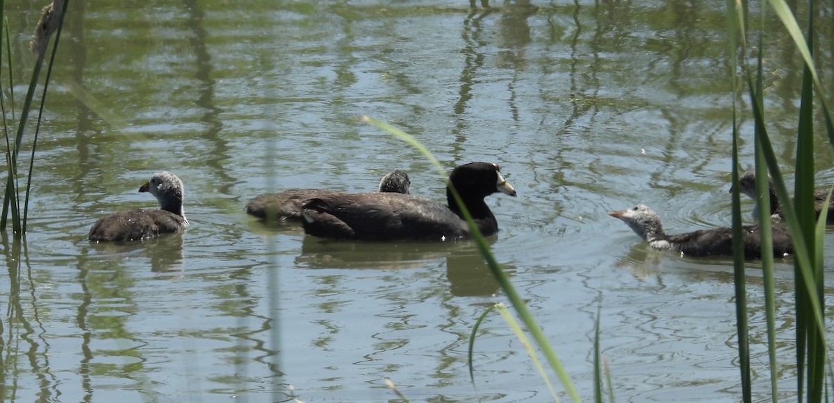 American Coot (Red-shielded) - ML620325154