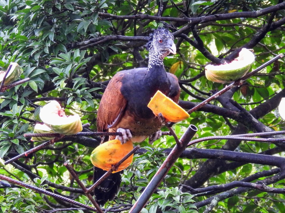 Great Curassow - ML620325158