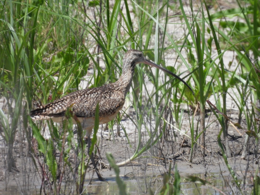 Long-billed Curlew - ML620325159