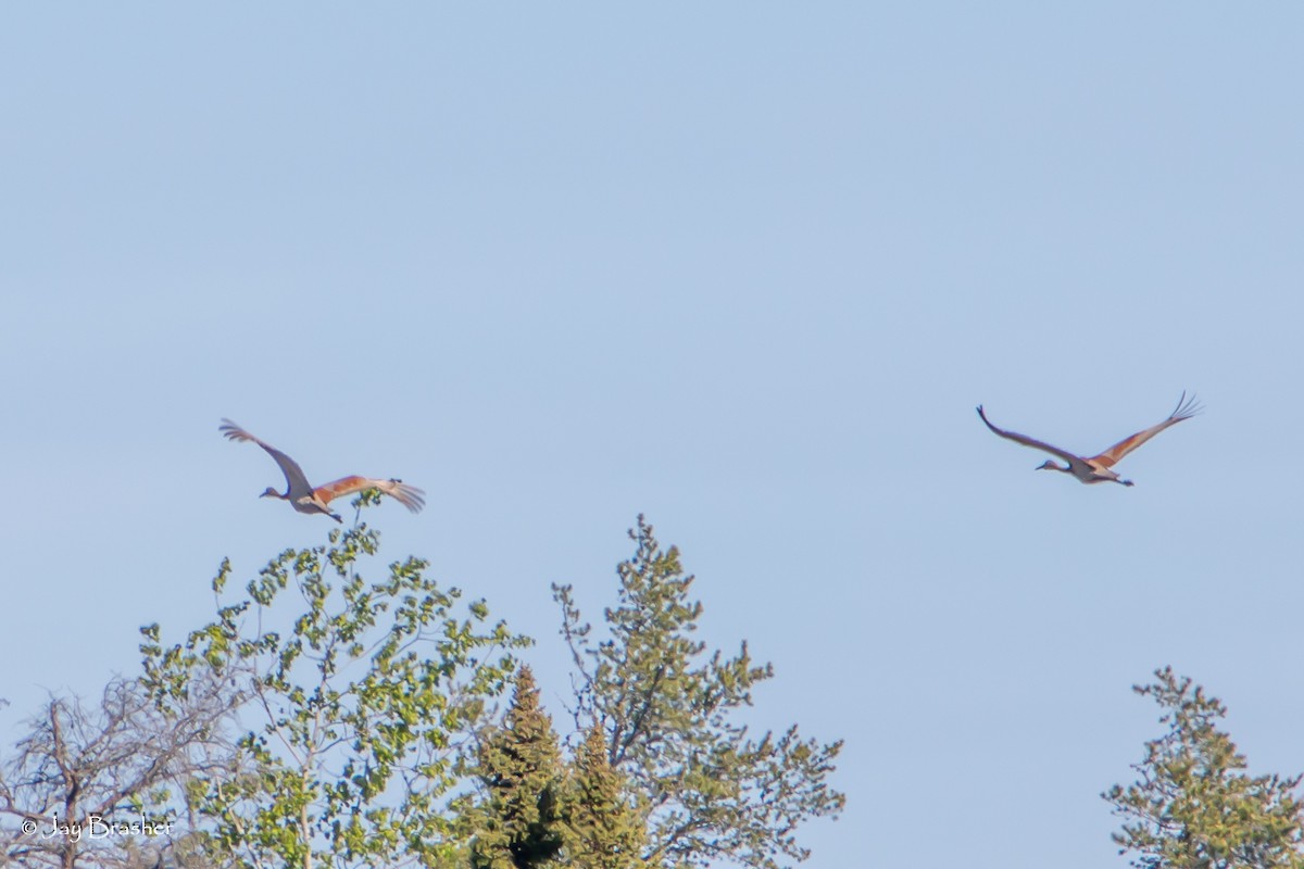 Sandhill Crane - ML620325160