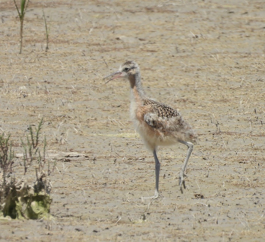 Long-billed Curlew - ML620325162