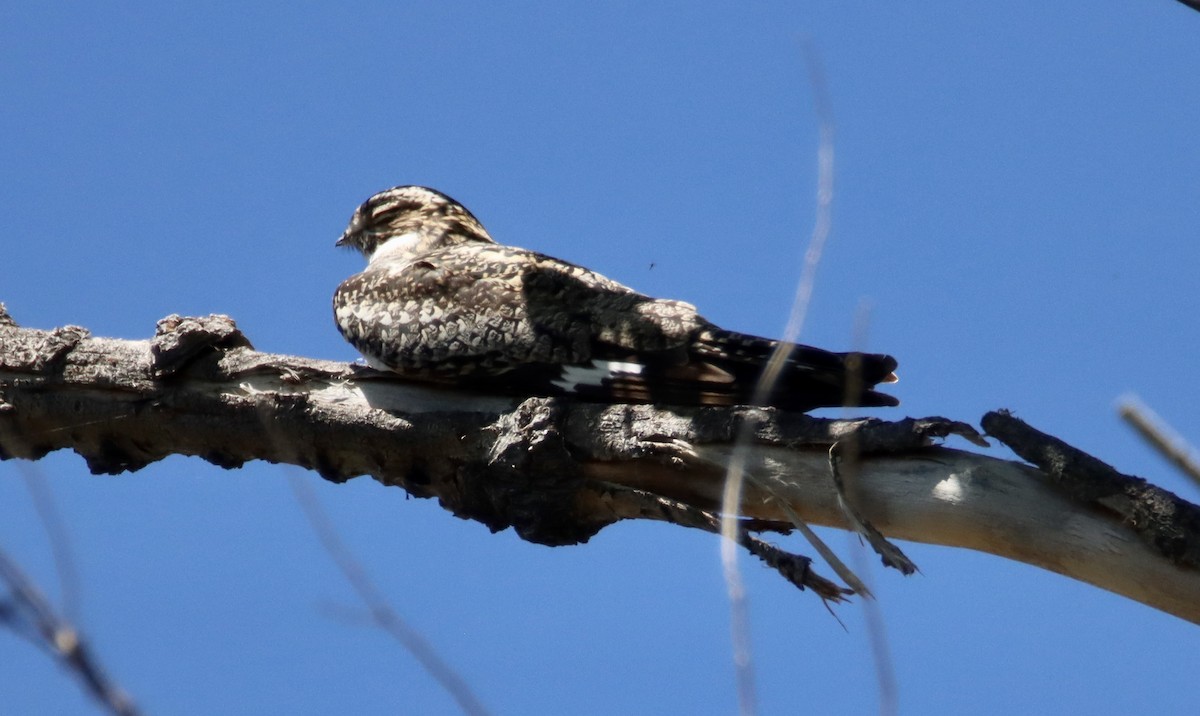 Common Nighthawk - ML620325164