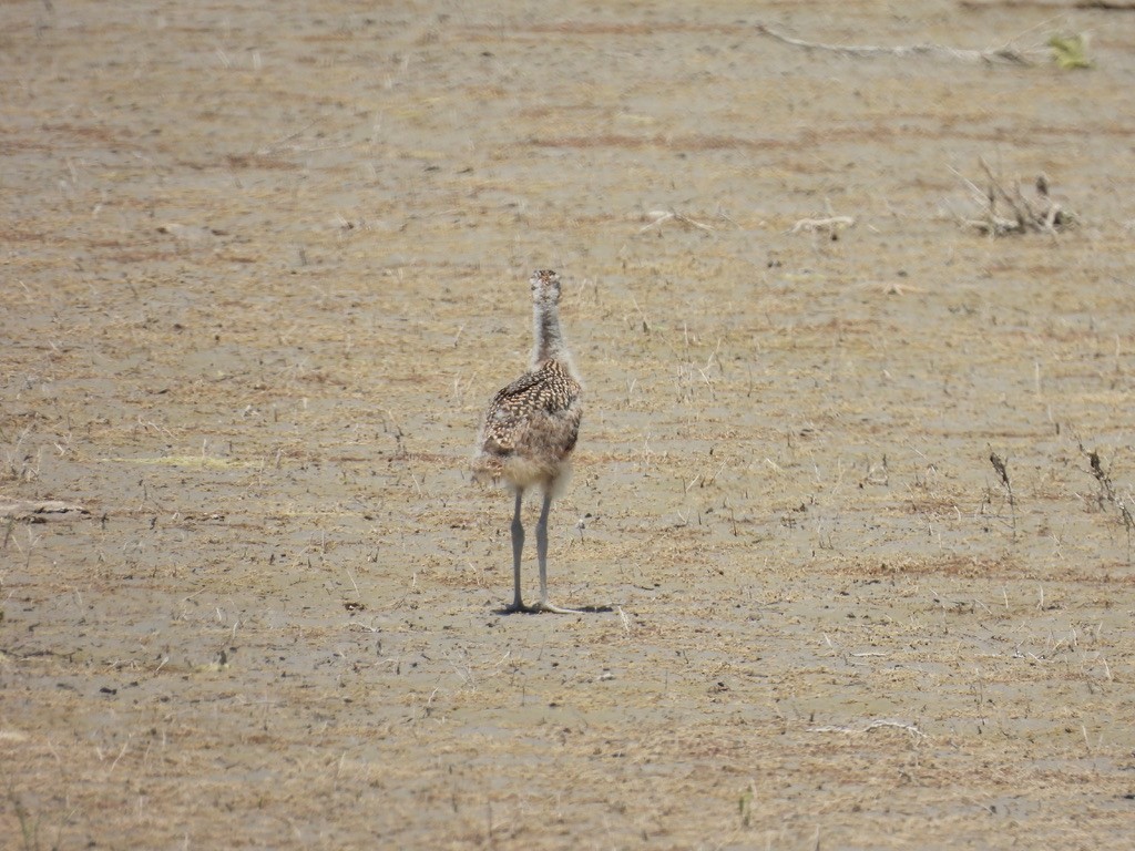 Long-billed Curlew - ML620325165
