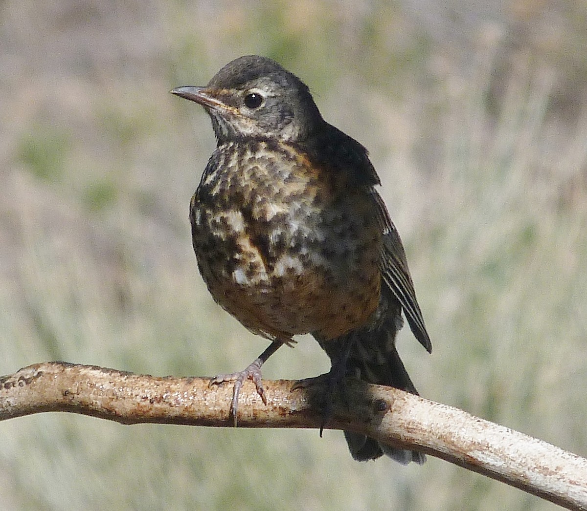 American Robin - ML620325170