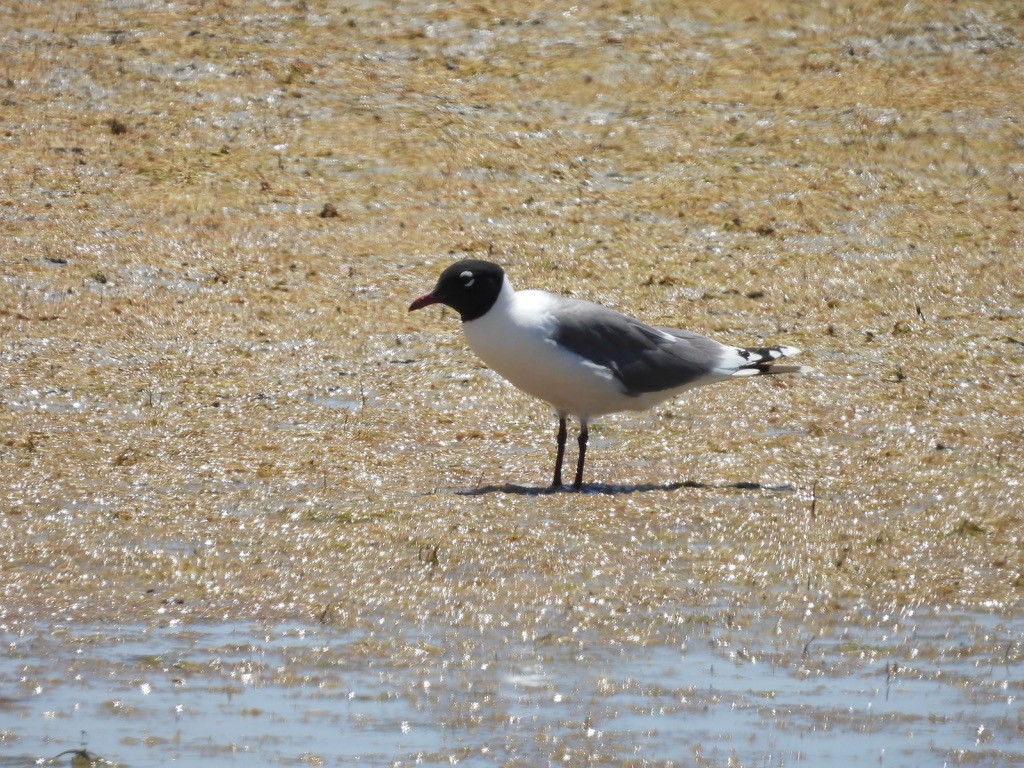 Franklin's Gull - ML620325176