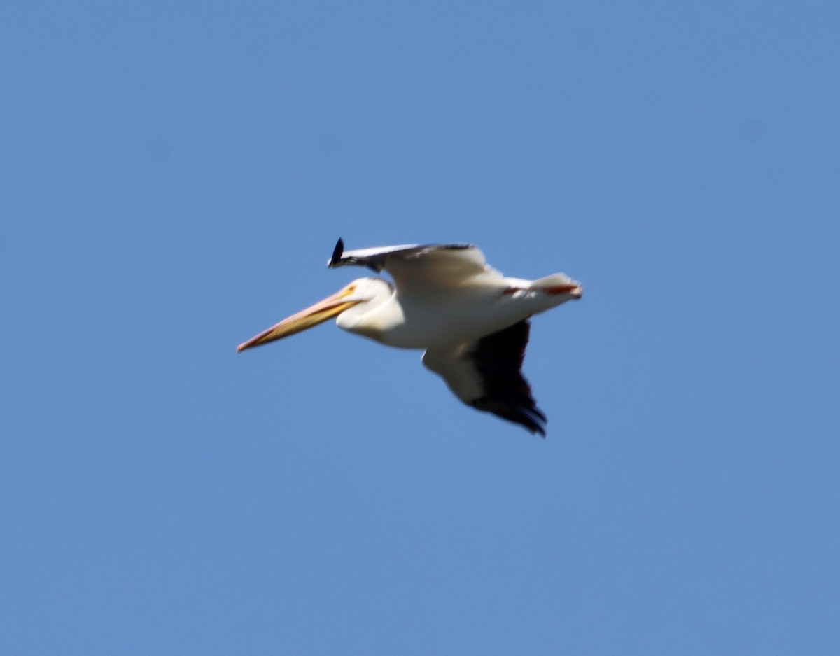 pelikán severoamerický - ML620325186