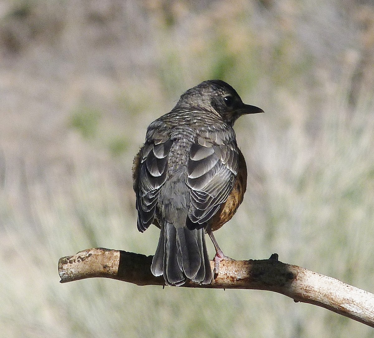 American Robin - ML620325189